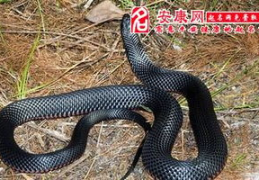 周公解梦梦见打死蛇,梦见打死蛇的吉凶预兆与心理象征