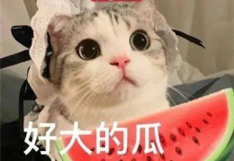 娱乐吃瓜君网红虐猫是谁,娱乐吃瓜君揭露虐猫网红真相