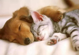 娱乐吃瓜酱狗帮猫,吃瓜酱狗帮猫的趣味故事