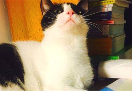 娱乐吃瓜酱猫妈妈视频,萌宠视频带你笑翻天