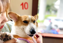 吃瓜娱乐猪,揭秘娱乐圈背后的趣味故事